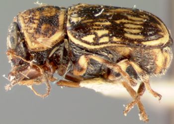 Media type: image;   Entomology 8788 Aspect: habitus lateral view